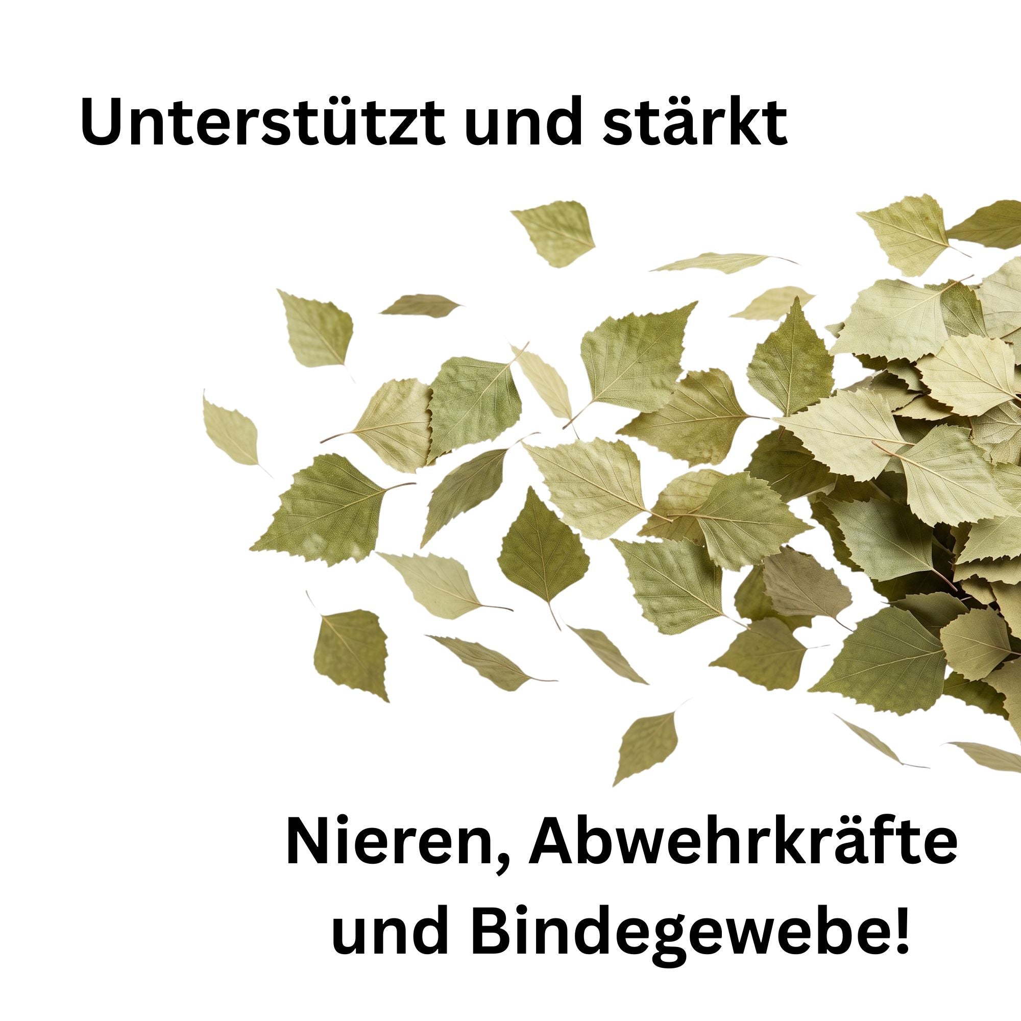 Birkenblätter getrocknet – Entgiftungskraut für Pferde, Kaninchen & Schildkröten | Kallisbest