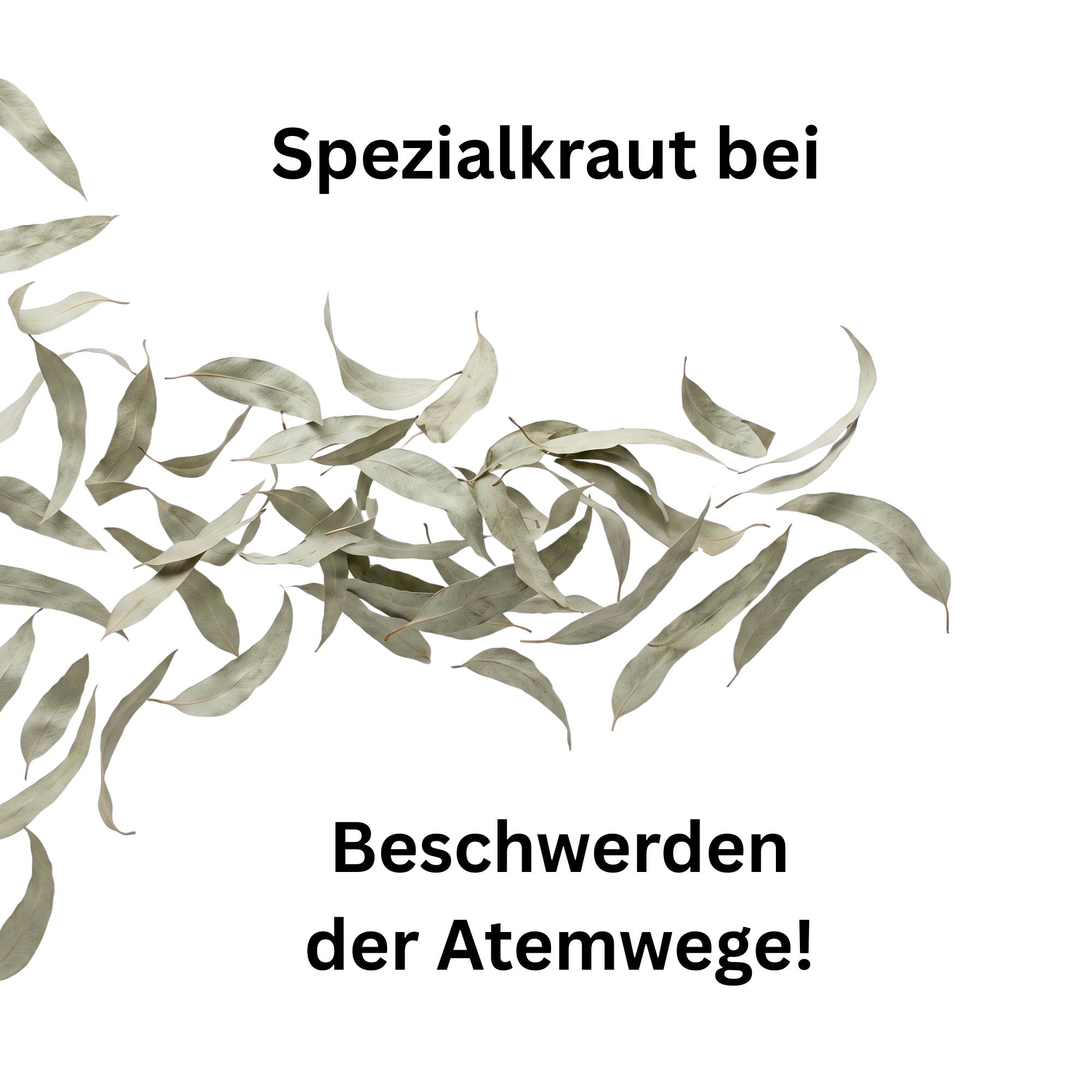 Eukalyptusblätter geschnitten getrocknet – Atemwegskraut für Pferde & Kaninchen | Kallisbest