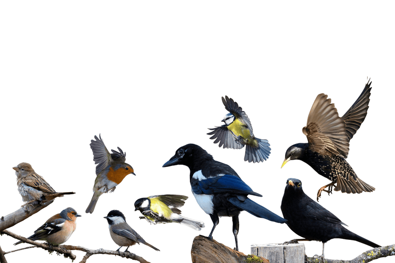 Premium winter bird seed mix in a bowl for native wild birds by Kallisbest, featuring various bird species.