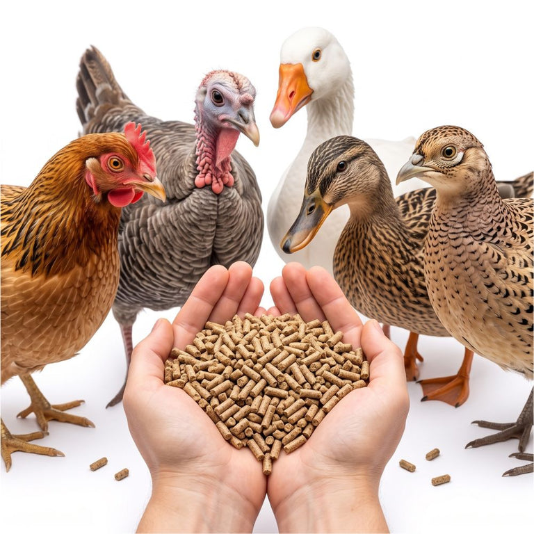 Legepellets für Geflügel, ganzjährig – GVO-frei