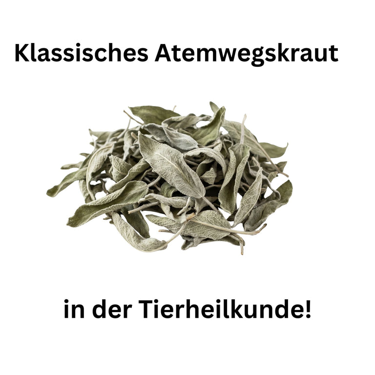 Salbeiblätter getrocknet & geschnitten – Heilkraut für Pferde, Kaninchen & Meerschweinchen