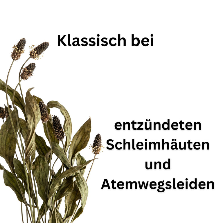 Spitzwegerich getrocknet – Naturkraut für Kaninchen, Schildkröten & Pferde | Kallisbest