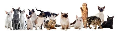 Rind & Reis für alle Katzenrassen aller Altersstufen - Kallisbest